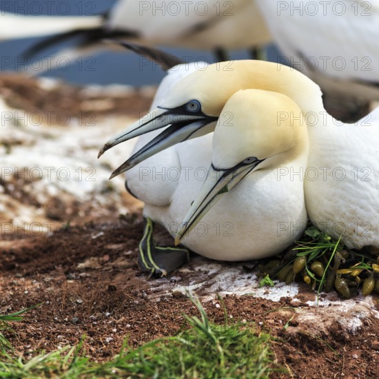 Northern gannet (Morus bassanus) defending attack on nest, bird cliffs, Heligoland Island, Schleswig-Holstein, Germany