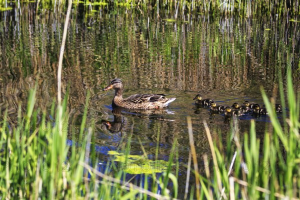 Duck with several chicks, swimming on pond, dune, offshore island of Heligoland, Schleswig-Holstein, Germany