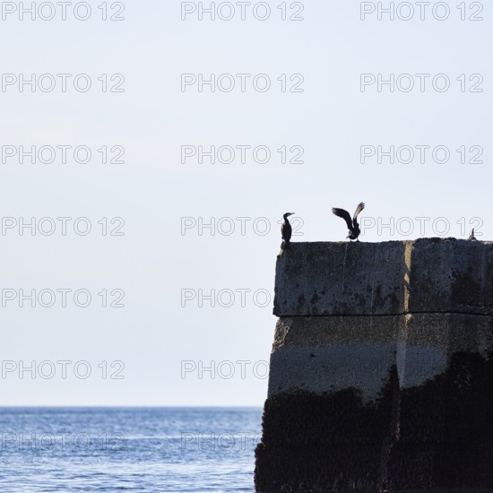 Cormorant on the coast, harbour, offshore island of Heligoland, Schleswig-Holstein, Germany