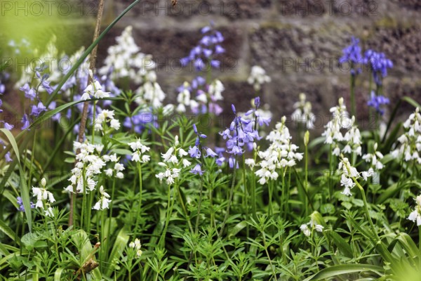 Bluebells, blue and white, Heligoland Island, Schleswig-Holstein, Germany