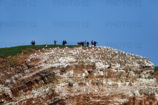 Photographers and tourists on bird cliffs, Helgoland Island, Schleswig-Holstein, Germany