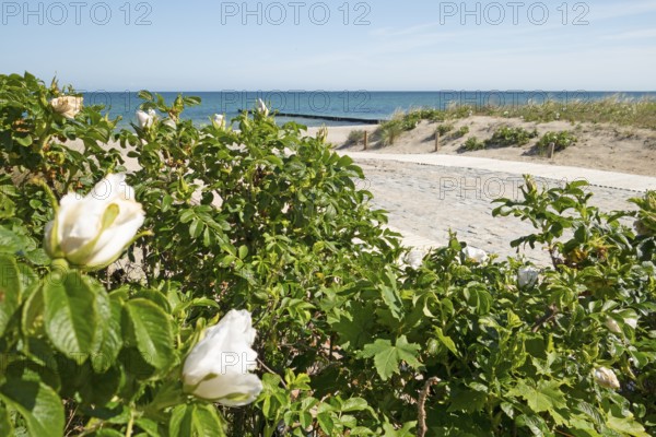 Beach access, beach, Baltic Sea, Baltic seaside resort, Kühlungsborn, Rostock district, Mecklenburg-Western Pomerania, Germany