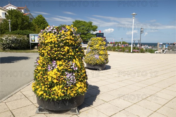 Flowers, pier forecourt, pier, Kühlunsborn Ost, Baltic Sea, Baltic Sea resort, Kühlungsborn, Rostock district, Mecklenburg-Western Pomerania, Germany