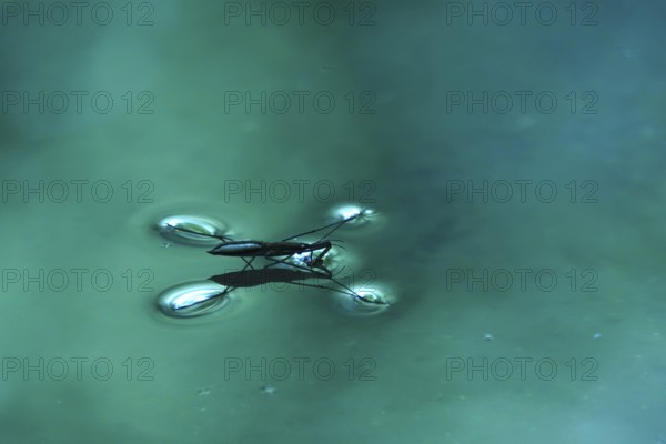 Insect Water strider (Gerridae) on a river, June, Saxony, Germany