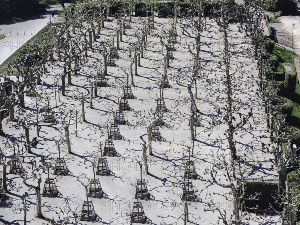 Bald plane tree grove from above, Mathildenhöhe, UNESCO World Heritage Site, Darmstadt, Hesse, Germany
