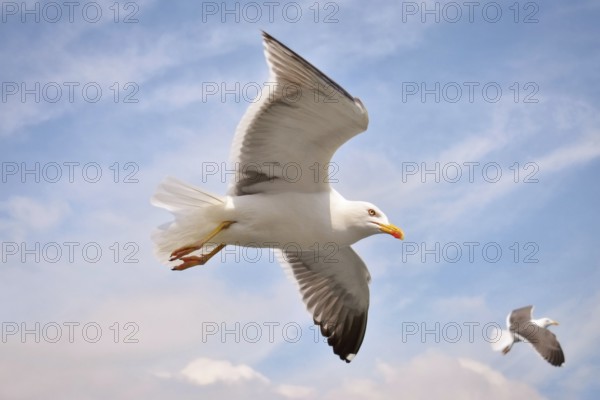 Flying European 'Larus Argentatus' Herring sea gull in sky with clouds