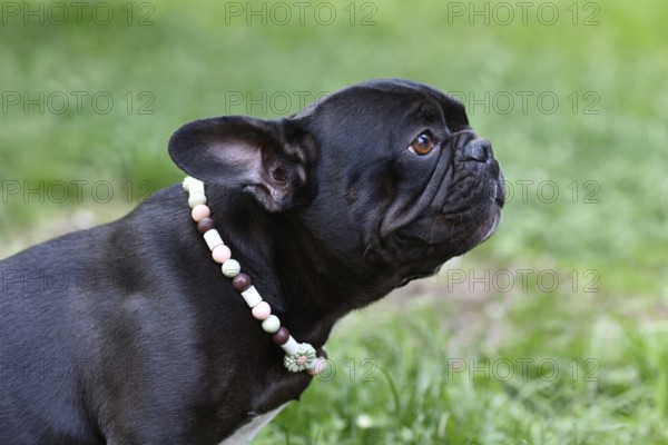 Black French Bulldog dog wearing a EM ceramics anti-thick necklace
