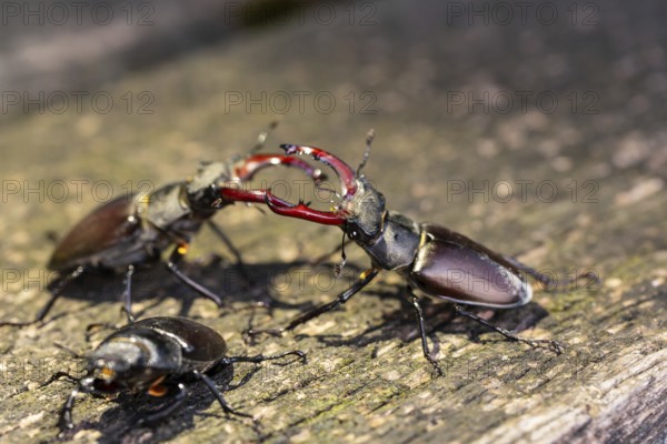 Stag beetles fight for a female in the oak forest of the Swabian Pre-Alps