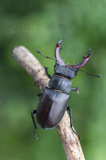 Detailed close-up of a stag beetle (Lucanus cervus) in its natural habitat