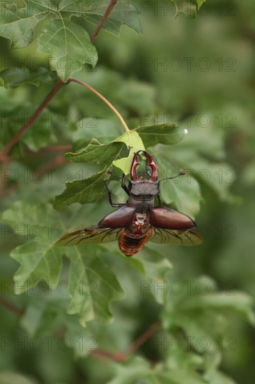 Stag beetle (Lucanus cervus) shortly in front of taking off for flight in the sunset over oak forest in the Swabian Alb foothills