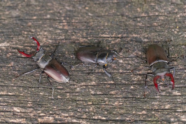 Stag beetle (Lucanus cervus) fighting for a female in the oak forest of the Swabian Pre-Alps