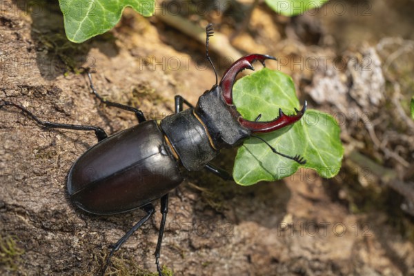 Detailed close-up of a stag beetle in its natural habitat