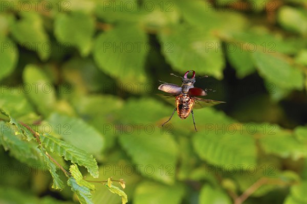 Stag beetle (Lucanus cervus) in flight at sunset over oak forest in the Swabian Alb foothills