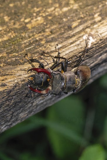 Mating of stag beetles (Lucanus cervus) in the oak forest of the Swabian Pre-Alps