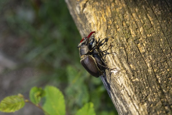 Mating of stag beetles in the oak forest of the Swabian Pre-Alps
