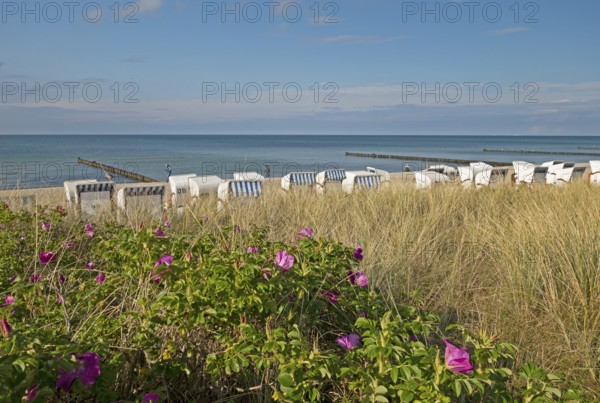 Potato roses, beach chairs, Baltic Sea, Kühlungsborn, Rostock district, Mecklenburg-Western Pomerania, Germany
