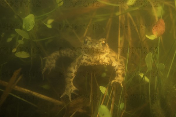 Waiting... Common toad (Bufo bufo) waiting for a female in a small herbaceous pond during the spawning season, underwater photo, native nature, wildlife, North Rhine-Westphalia, Germany