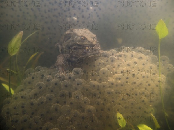 In the middle of frog spawn... Common toads (Bufo bufo), underwater photo from a local pond, mating of common toads, wildlife, North Rhine-Westphalia, Germany