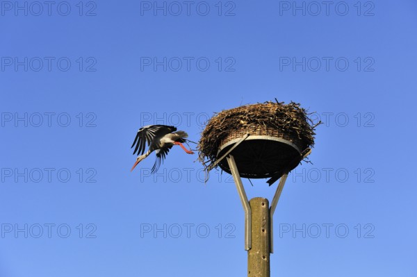 White stork (Ciconia ciconia) leaving its nest against blue sky, Kuhlrade, Mecklenburg-Western Pomerania, Germany