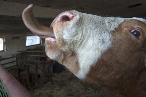 Cow sticks out its tongue, Middle Franconia, Bavaria, Germany