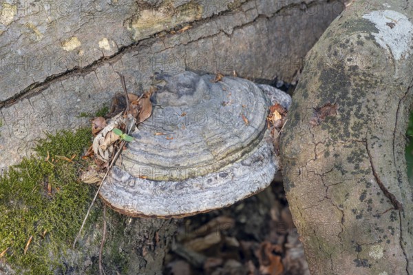 Tinder fungus (Fomes fomentarius) on dead wood, Bavaria, Germany