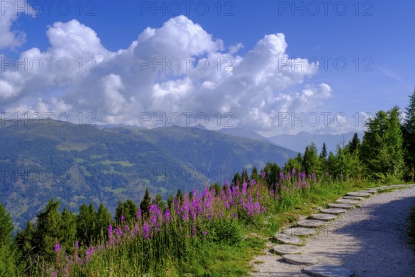 Wood anemone on the Helm, Sesto, Dolomites, Val Pusteria, South Tyrol, Italy