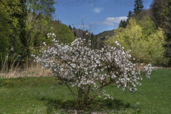 Flowering star magnolia (Magnolia stellata), Franconia, Bavaria, Germany