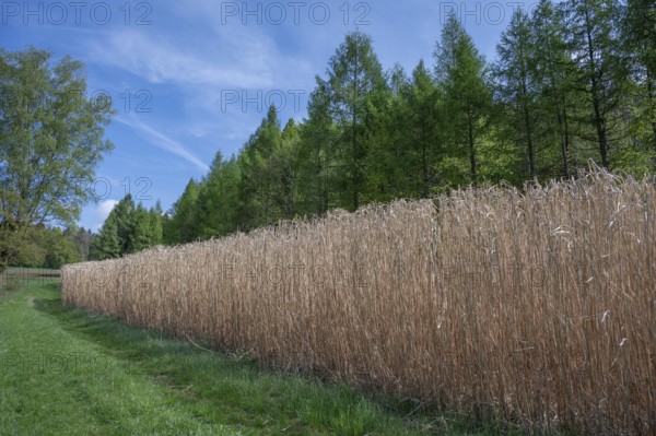 Reed cultivation (Miscanthus), Franconia, Bavaria, Germany