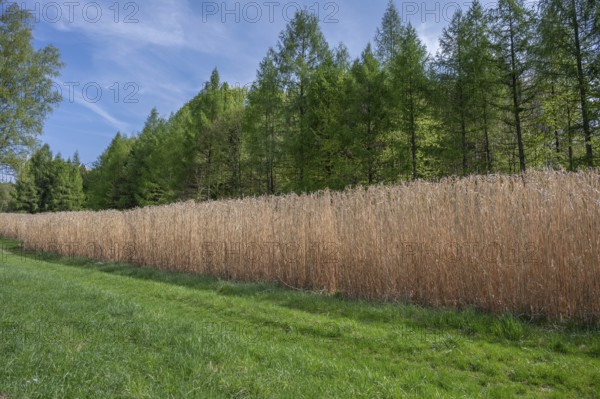 Reed cultivation (Miscanthus), Franconia, Bavaria, Germany