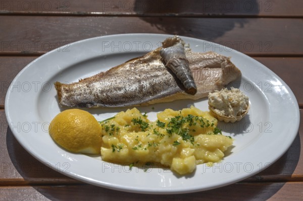 Trout fillet with potato salad served in a garden restaurant, Franconia, Bavaria, Germany