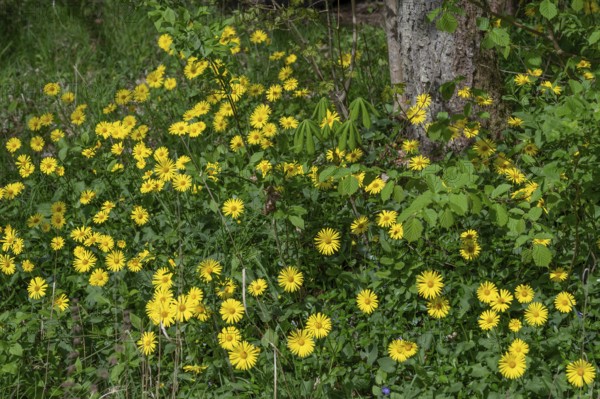 Doronicum pardalianches (Doronicum pardalianches), Franconia, Bavaria, Germany
