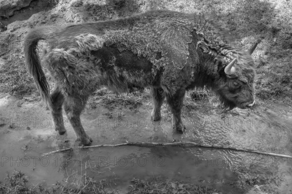 European bison (Bison bonasus) in a stream, wildlife park, Bavaria, Germany