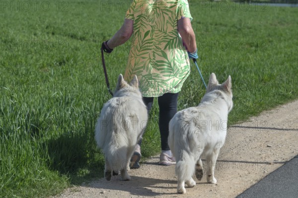 Dog breed, Berger Blanc Suisse, walk on the leash, Bavaria, Germany