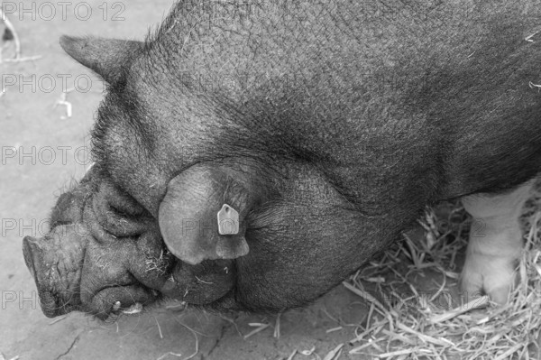 Pot-bellied pig (Sus scrofa domesticus), close up, wildlife park, Bavaria, Germany