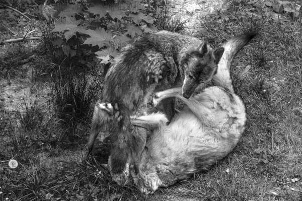 She-wolf (Canis Lupus) playing with her puppy, wildlife park, Bavaria, Germany
