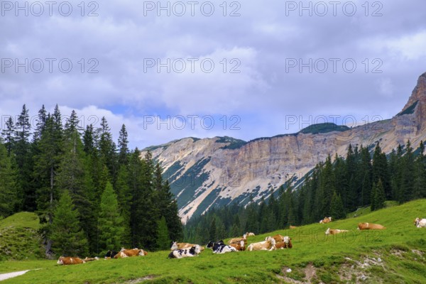 Cows at Rifugio Ra Stua, Ra Stua Alm, Valon Scuro, near Cortina d'Ampezzo, Dolomites, Trentino, Italy