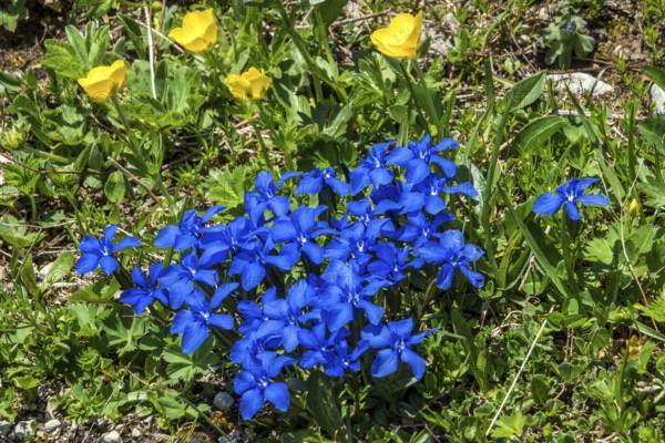 Spring gentian (Gentiana verna), and Ranunculus repens (Ranunculus repens), flowering, Oberallgäu, Bavaria, Germany