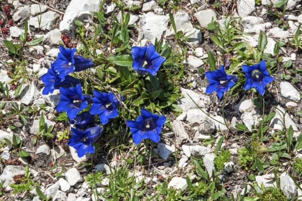 Gentian (Gentiana), flowering, Oberallgäu, Bavaria, Germany