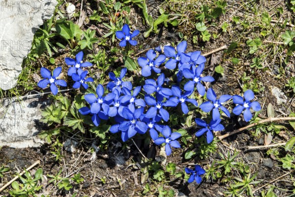 Spring gentian (Gentiana verna), flowering, Oberallgäu, Bavaria, Germany