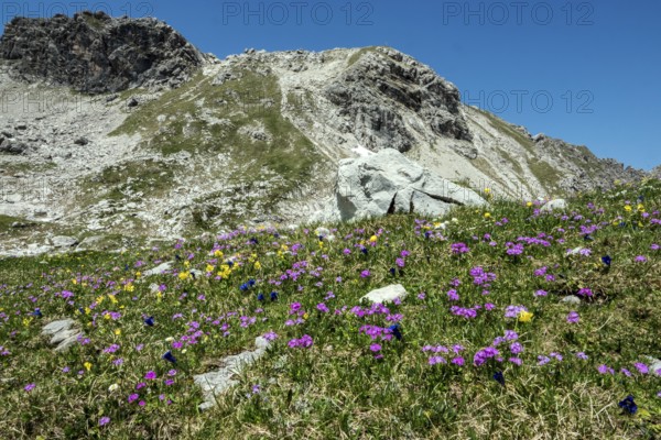 Meadow with Common cowslip (Primula veris) and Mealy primrose (Primula farinosa), blooming, behind Hintersteiner Klettersteig, Nebelhorn, Oberstdorf, Oberallgäu, Bavaria, Germany