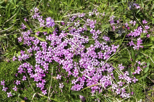 Mealy primrose (Primula farinosa), flowering, Oberallgäu, Bavaria, Germany