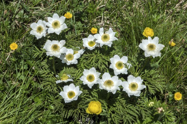 Alpine pasque flower or alpine pasque flower (Pulsatilla alpina), flowering, Oberallgäu, Bavaria, Germany