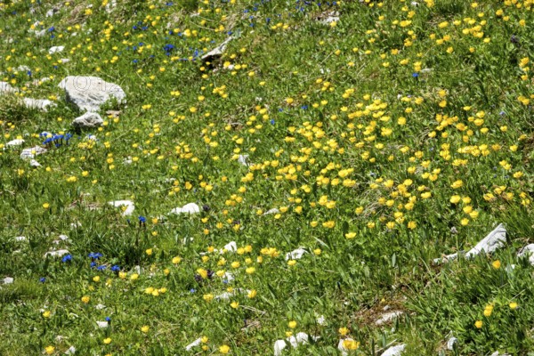 Meadow with Ranunculus repens (Ranunculus repens), flowering, Oberallgäu, Bavaria, Germany