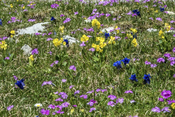 Meadow with Common cowslip (Primula veris), Gentian (Gentiana), Mealy primrose (Primula farinosa) or Mealy cowslip), in bloom, Oberallgäu, Bavaria, Germany