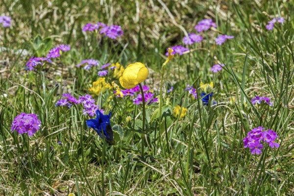 Troll flower (Trollius europaeus), mealy primrose (Primula farinosa) and gentian (Gentiana), in bloom, Oberallgäu, Bavaria, Germany