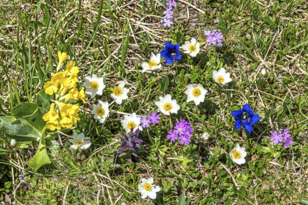 Common cowslip (Primula veris), Alpine pasque flower (Pulsatilla alpina), Gentian (Gentiana), Mealy primrose (Primula farinosa) or Mealy cowslip), in bloom, Oberallgäu, Bavaria, Germany