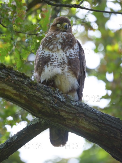 Sleeping buzzard on a branch, Berlin, Germany