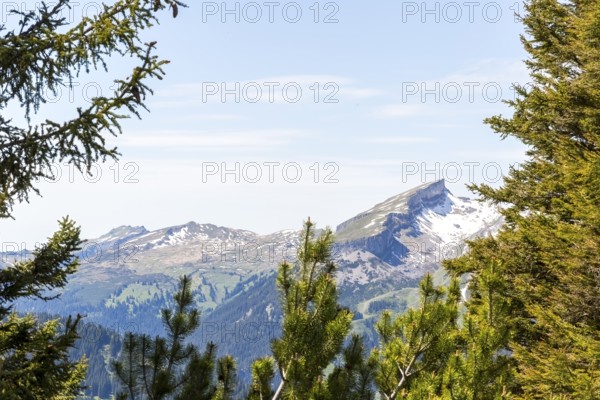 Snow-covered mountain peak of the Hoher Ifen and the Gottesacker plateau between dense coniferous forests in Kleinwalsertal, Austria