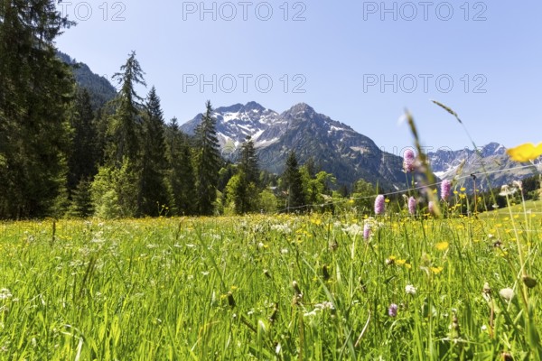 View from a flower meadow to snow-covered mountains and wooded slopes
