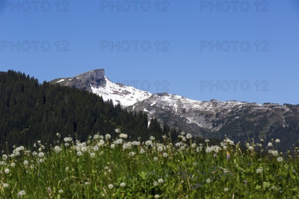 Alpine landscape with snow-covered peaks and flowering meadow with a view of the Hohe Ifen and the Gottesacker plateau in Kleinwalsertal, Austria